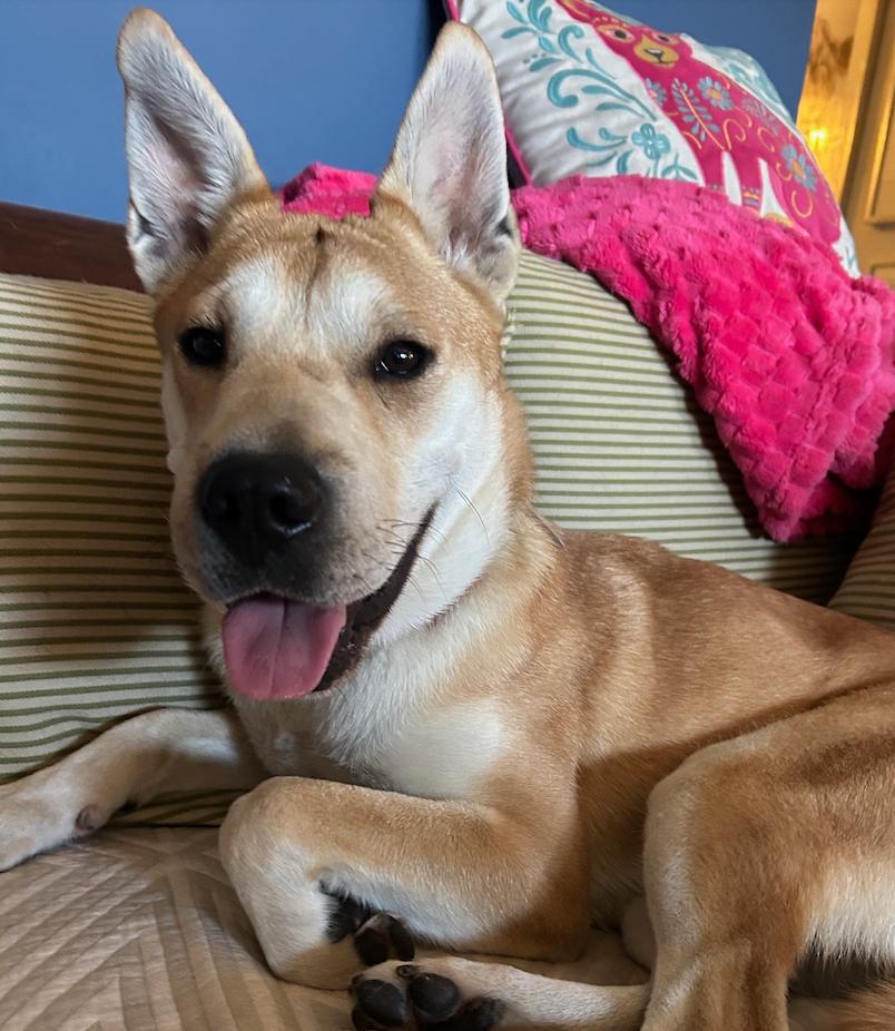 Enlarge Lola - 34 pounds!, a Adoptable mixed breed in Burbank, CA image 2/6