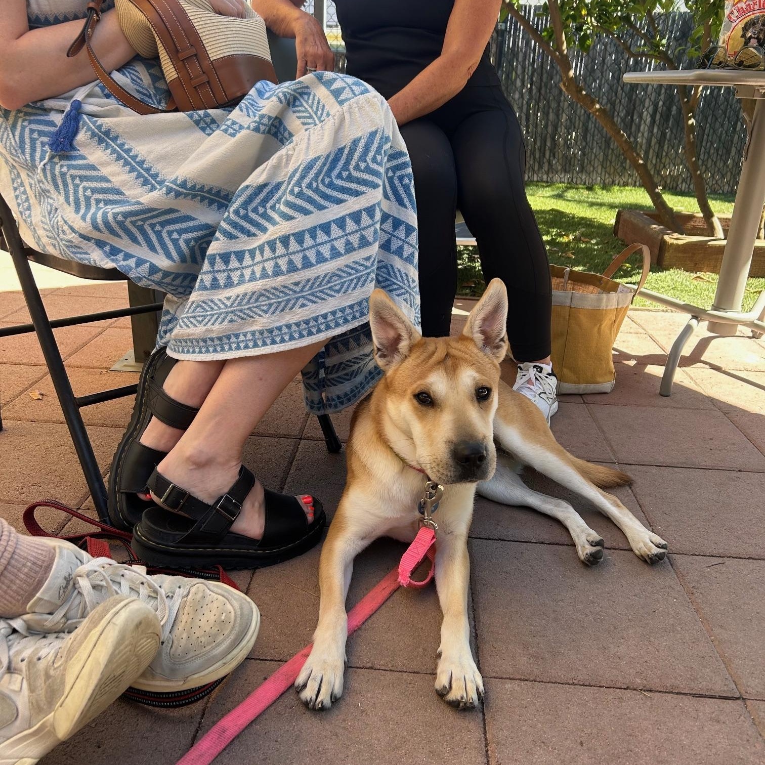 Enlarge Lola - 34 pounds!, a Adoptable mixed breed in Burbank, CA image 3/6