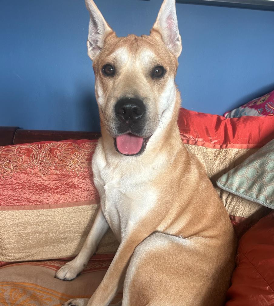 Lola - 34 pounds!, a Adoptable mixed breed in Burbank, CA image 2/6