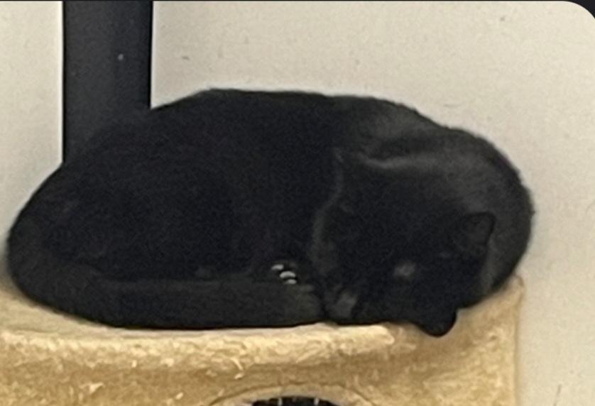 Spooky (working cat), ADOPTABLE, Adult Female Domestic Short Hair.