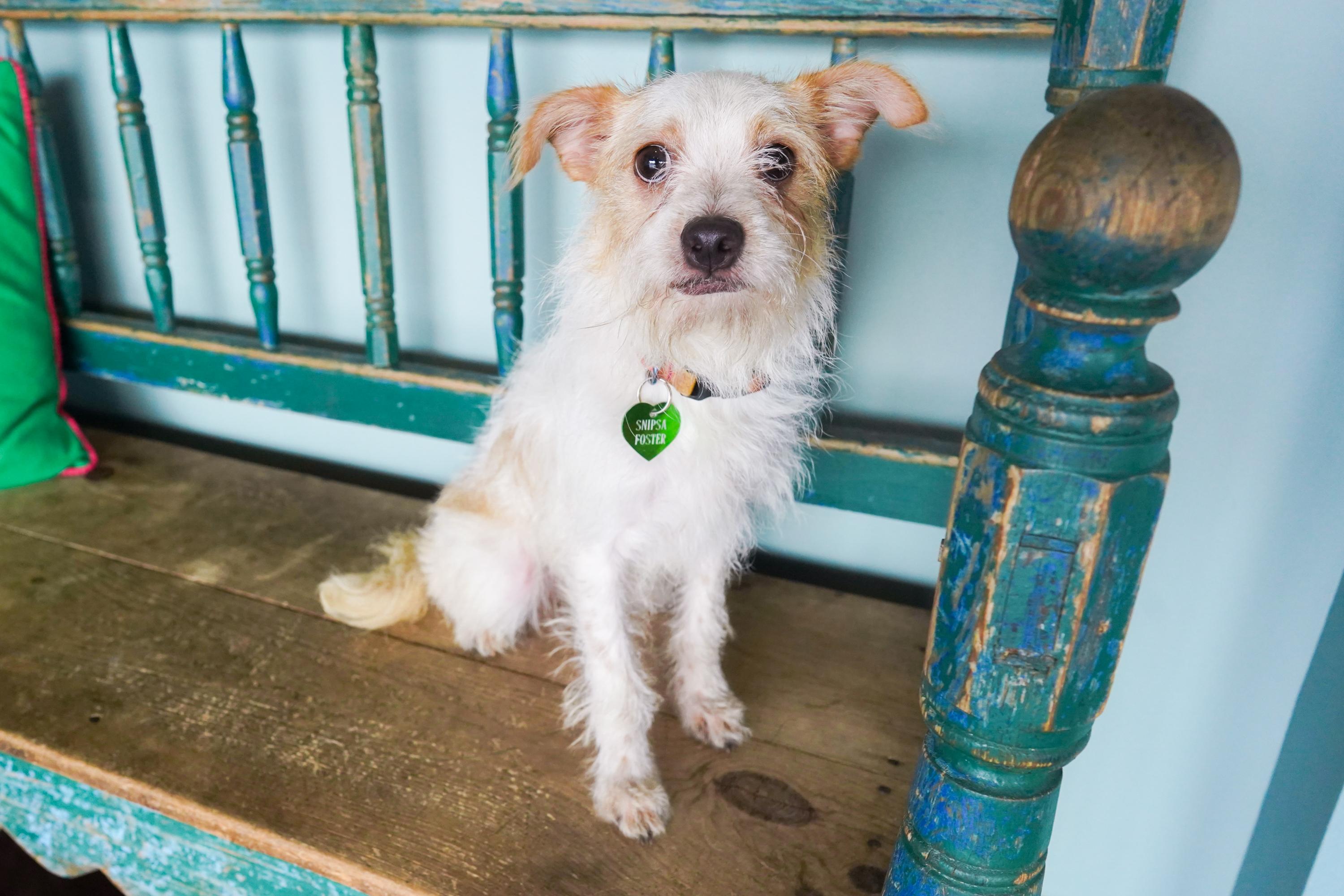 Enlarge Maple, a Adoptable mixed breed in San Antonio, TX image 2/3