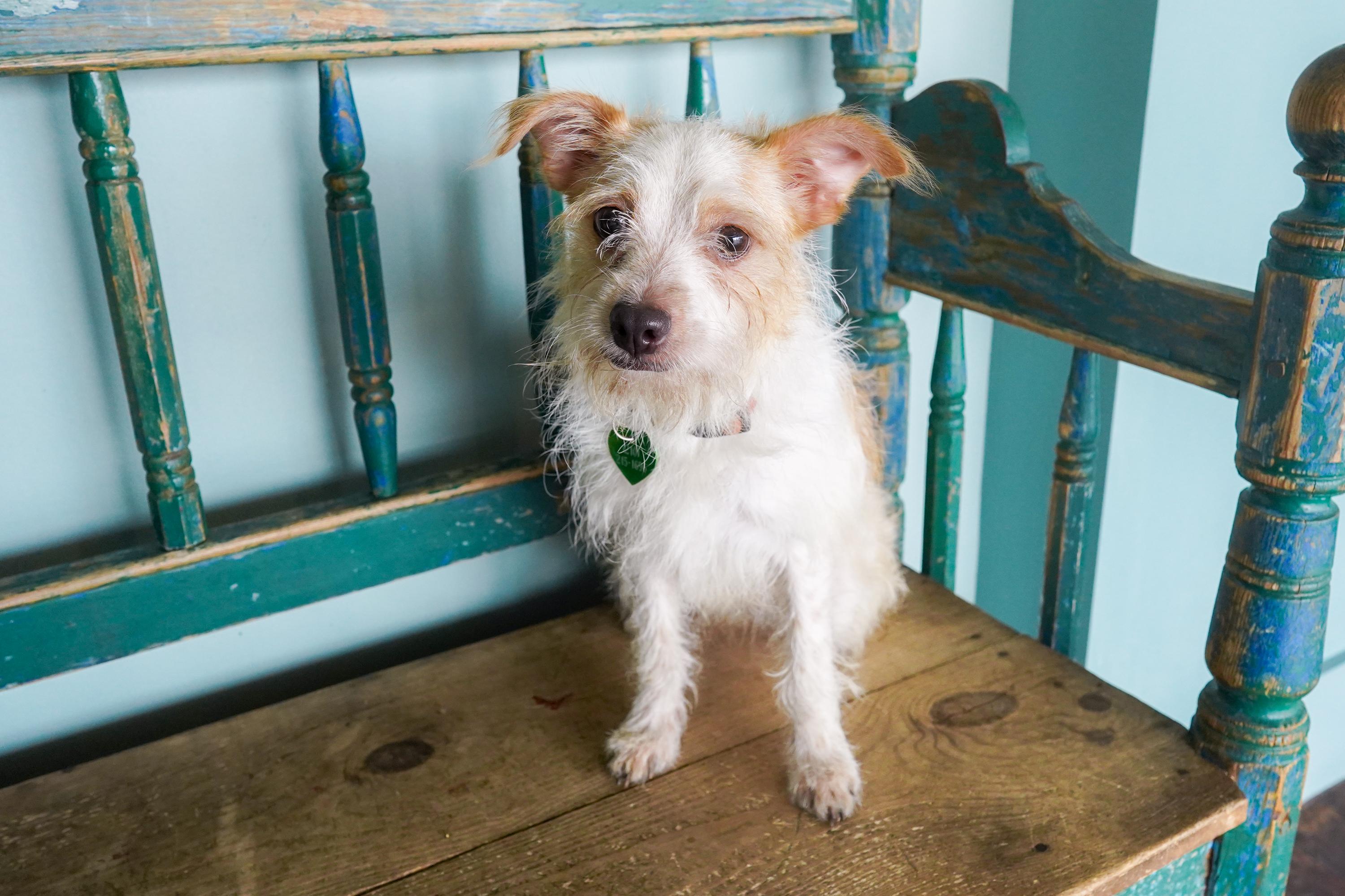 Enlarge Maple, a Adoptable mixed breed in San Antonio, TX image 3/3