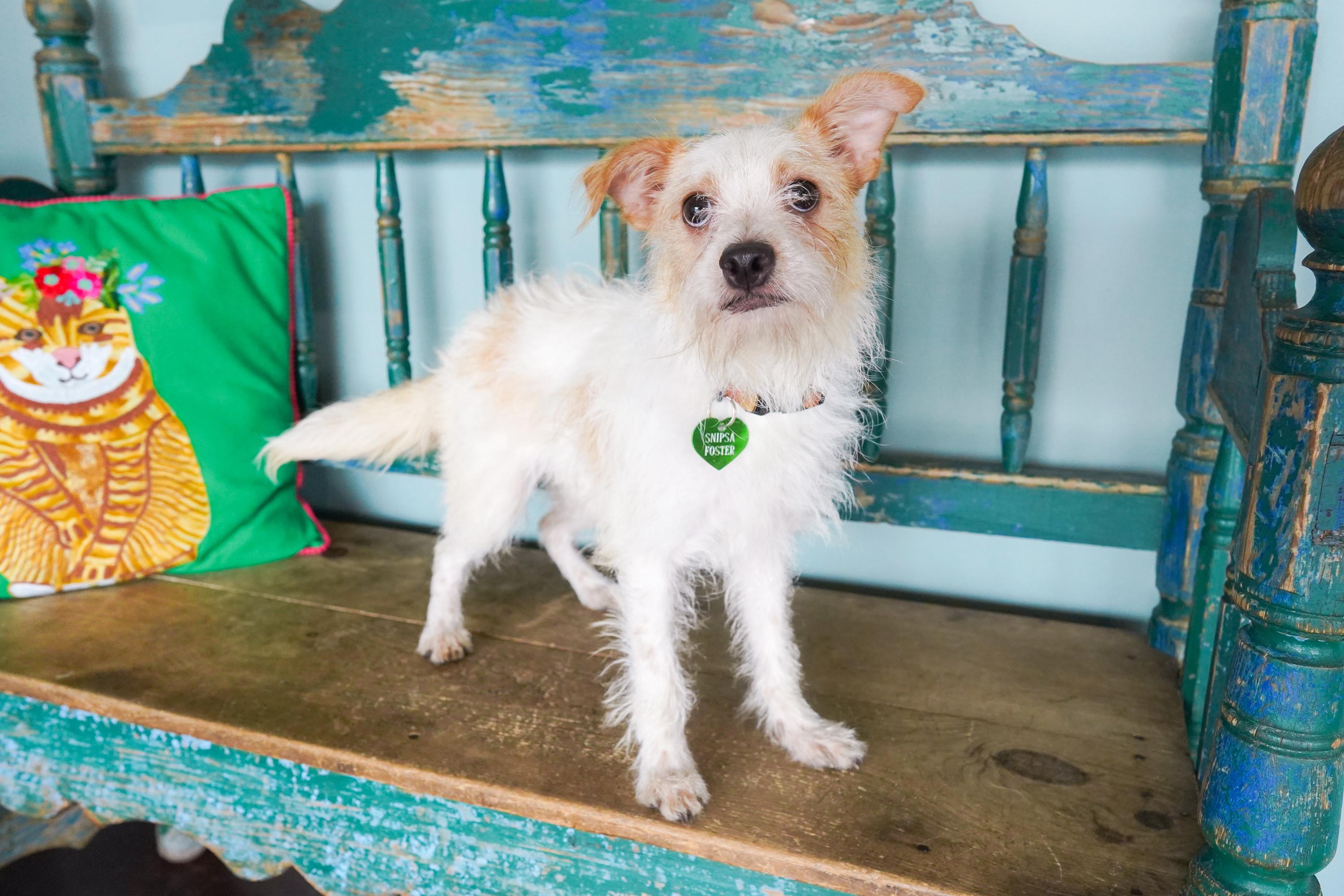 Maple, Adoptable, Young Female Cairn Terrier & Terrier.