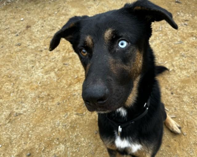 Enlarge SCAR, a Adoptable mixed breed in Martinez, CA image 1/1