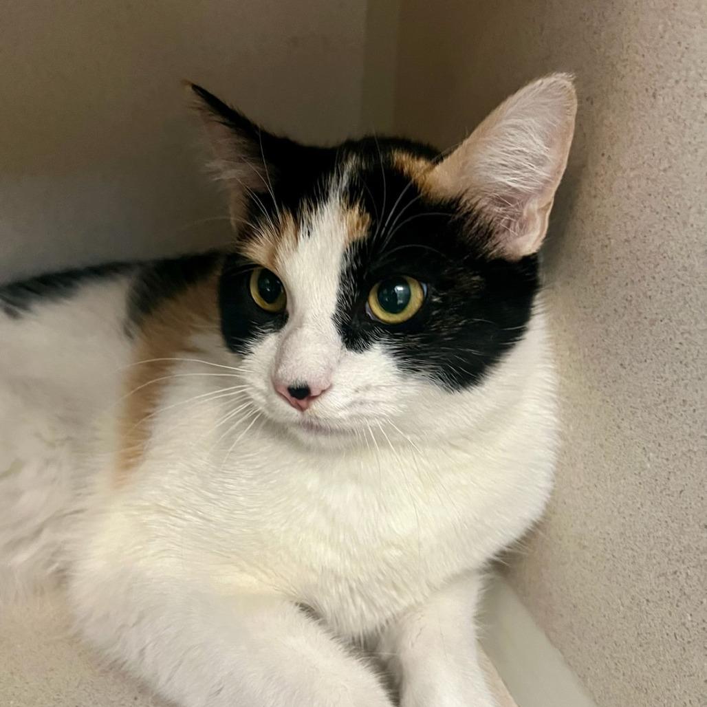 Enlarge Venus, a Adoptable Domestic Short Hair in Tacoma, WA image 1/1