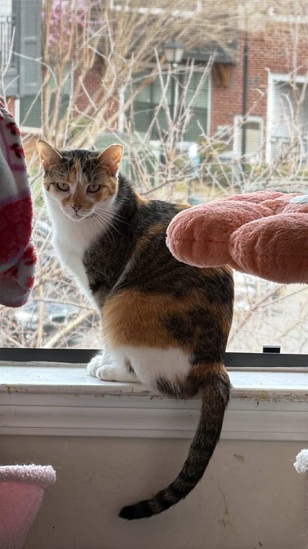 Shirley, ADOPTABLE, Young Female Calico & Domestic Short Hair.