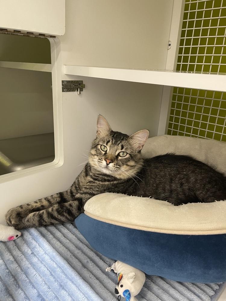 Skat Kat 6803, Adopted, Young Male Domestic Medium Hair.