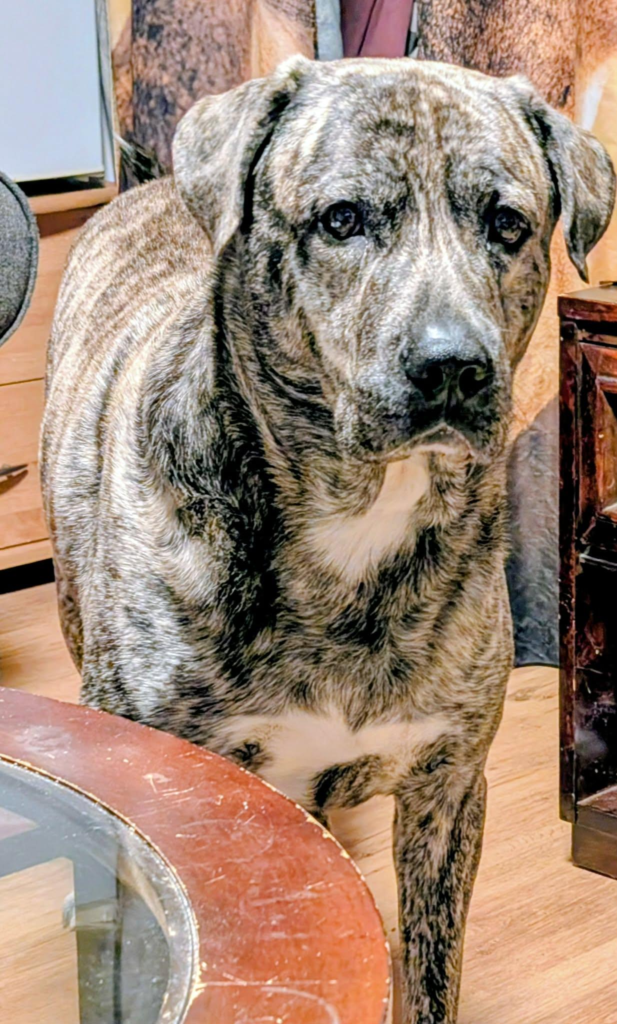 Enlarge Thor, a ADOPTABLE mixed breed in St Catharines, ON image 2/3