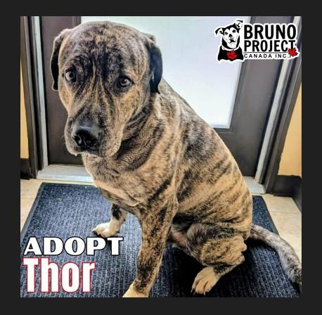 Enlarge Thor, a ADOPTABLE mixed breed in St Catharines, ON image 1/3