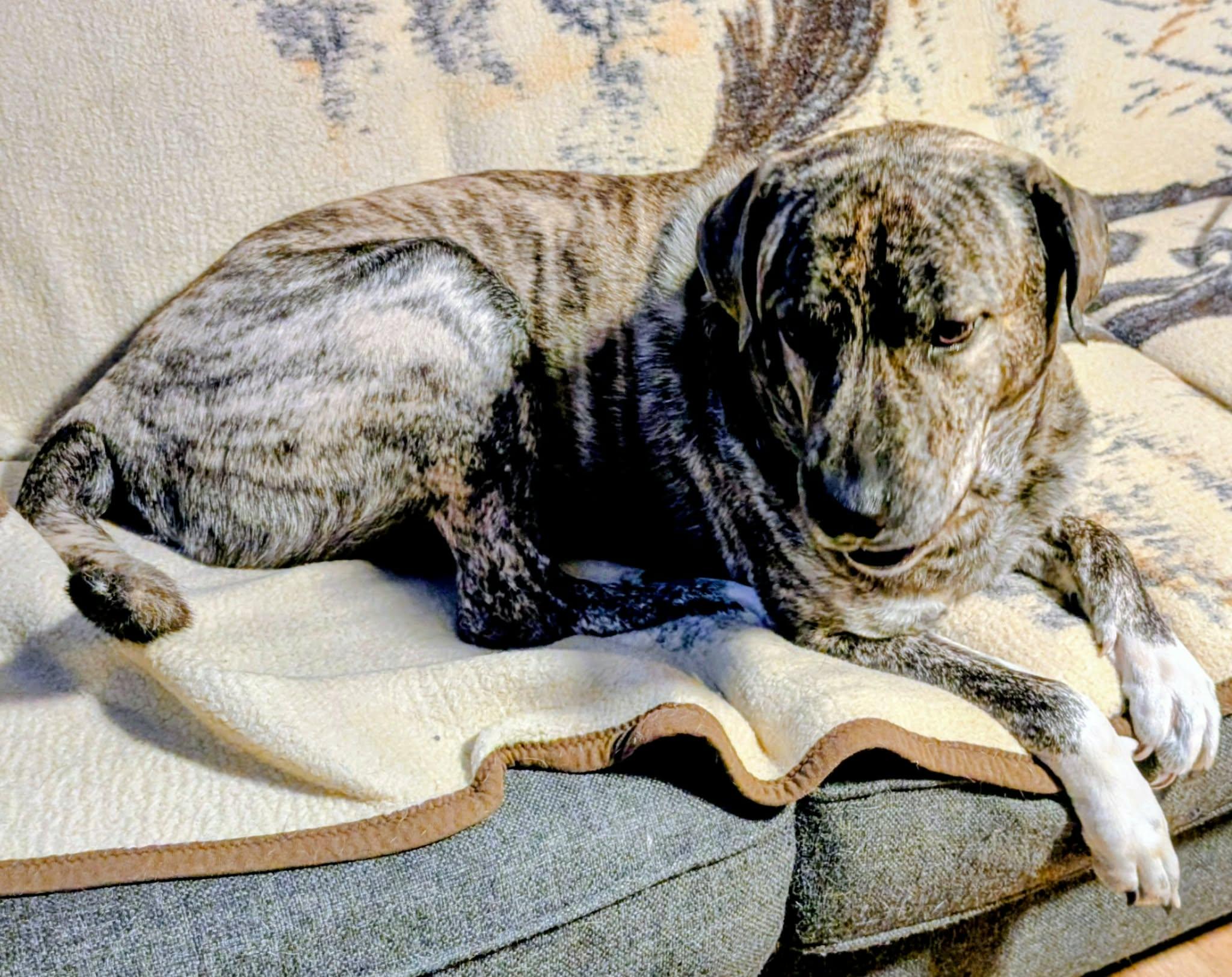 Enlarge Thor, a ADOPTABLE mixed breed in St Catharines, ON image 3/3
