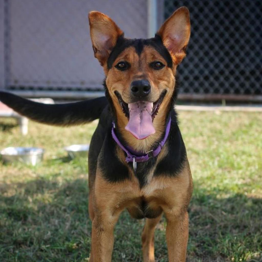 Enlarge Persephone, a Adoptable mixed breed in League City, TX image 1/4