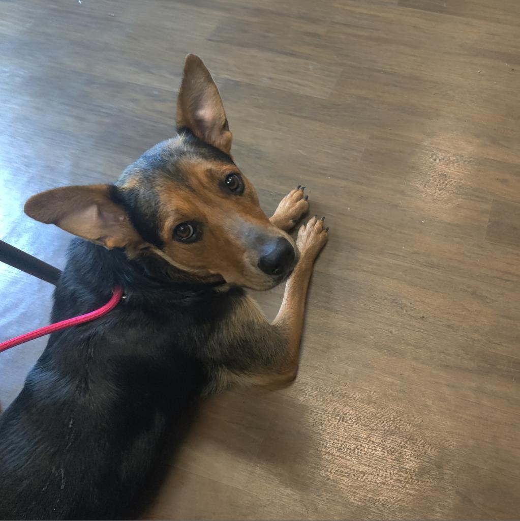 Enlarge Persephone, a Adoptable mixed breed in League City, TX image 2/4