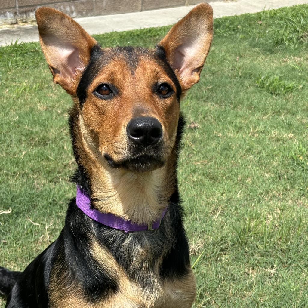 Enlarge Persephone, a Adoptable mixed breed in League City, TX image 3/4