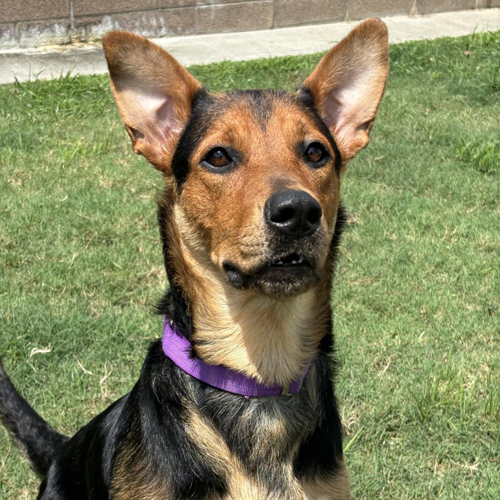 Enlarge Persephone, a Adoptable mixed breed in League City, TX image 4/4