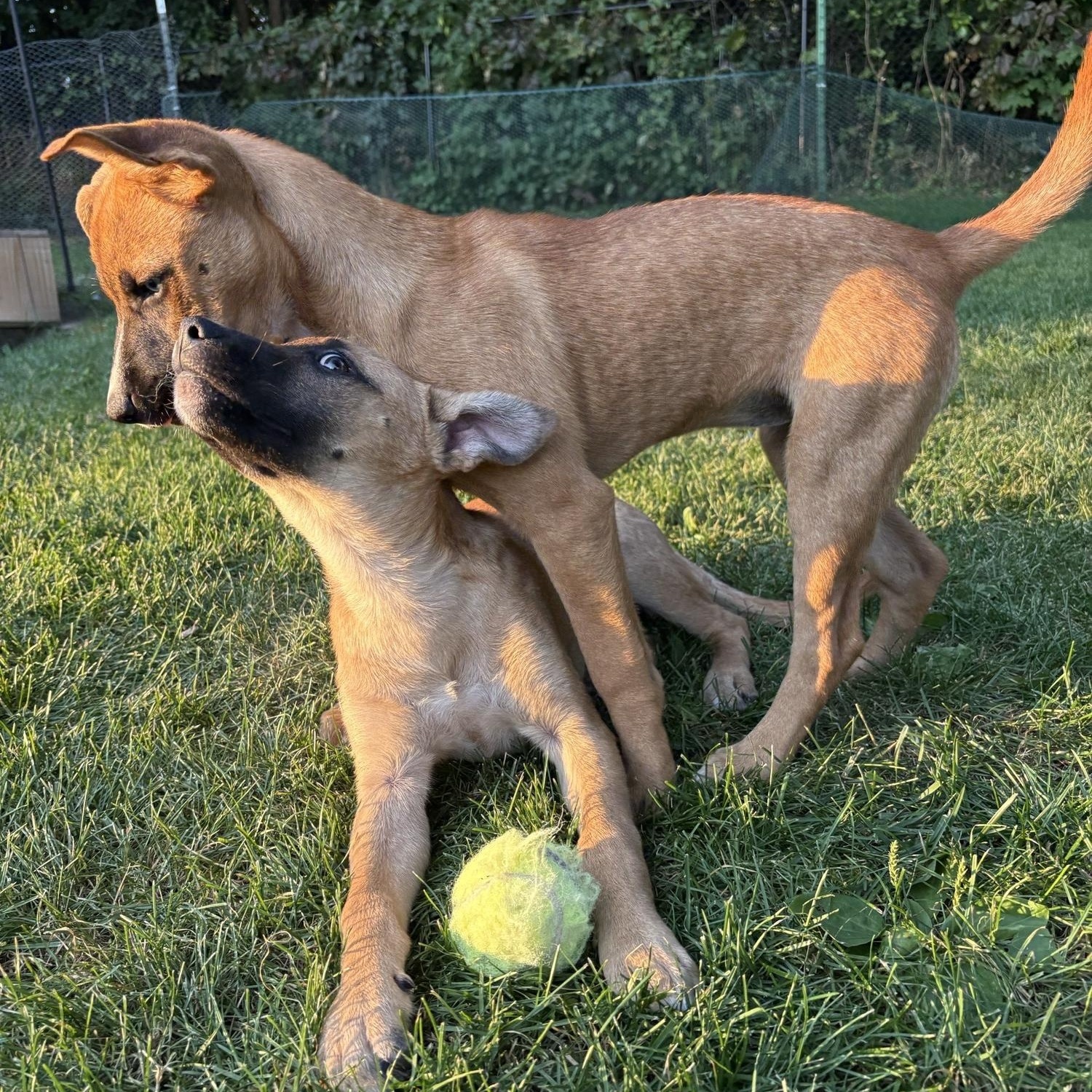 Winnie (F), Adoptable, Young Female Mixed Breed.