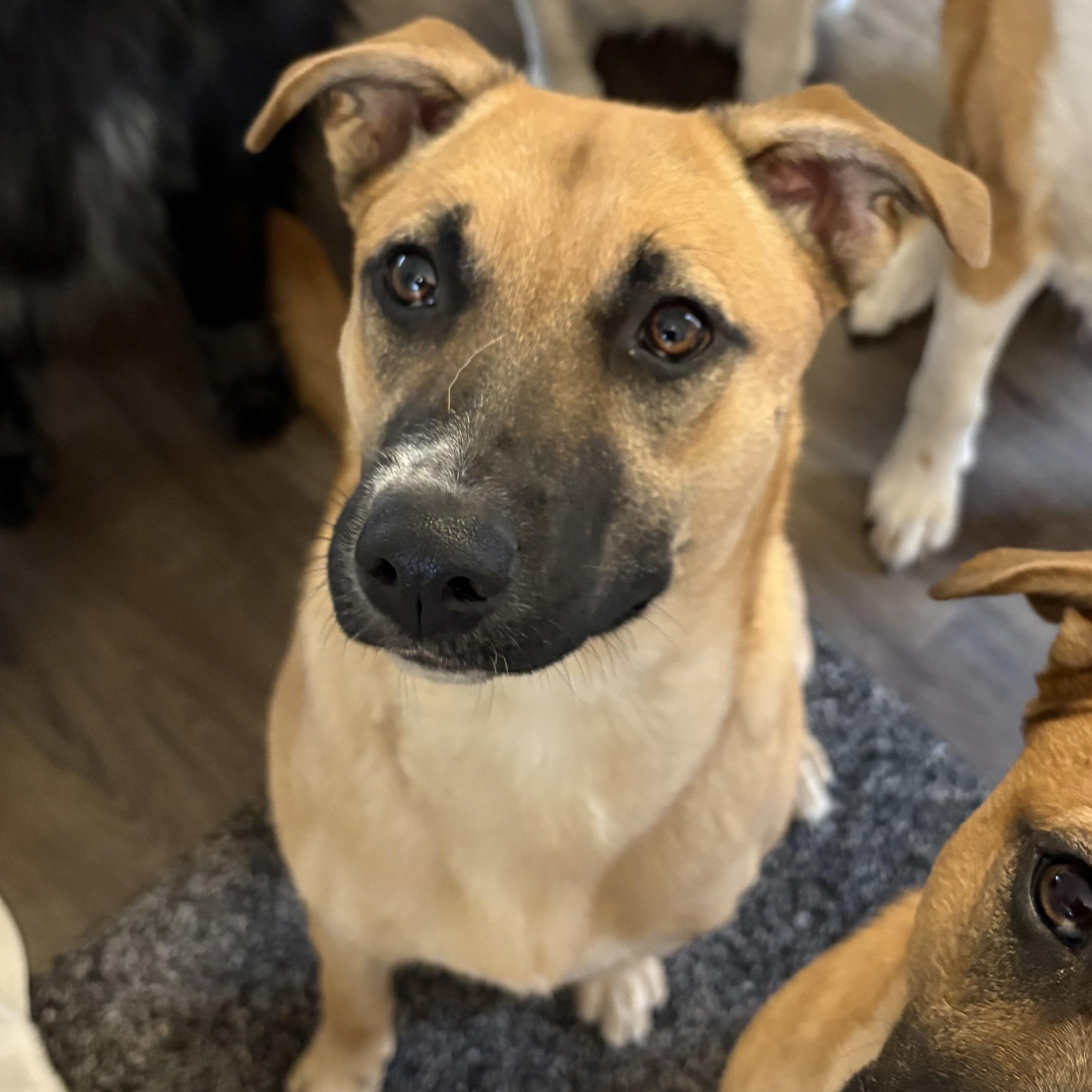 Enlarge Winnie (F), a Adoptable mixed breed in Sun Prairie, WI image 1/6