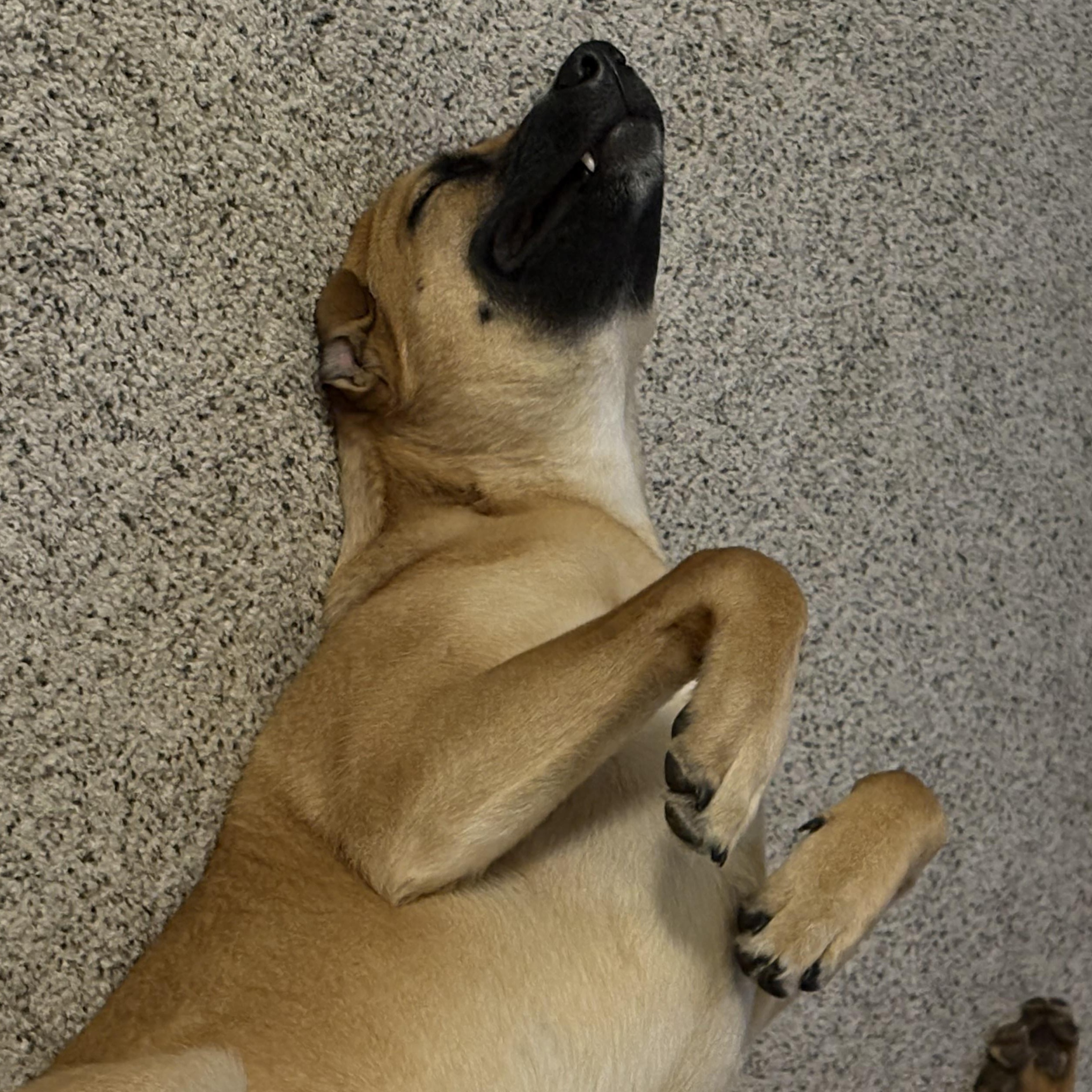 Enlarge Winnie (F), a Adoptable mixed breed in Sun Prairie, WI image 2/6