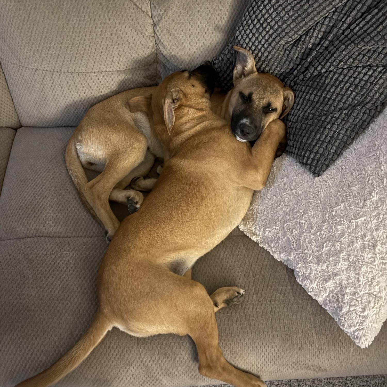 Enlarge Winnie (F), a Adoptable mixed breed in Sun Prairie, WI image 2/3