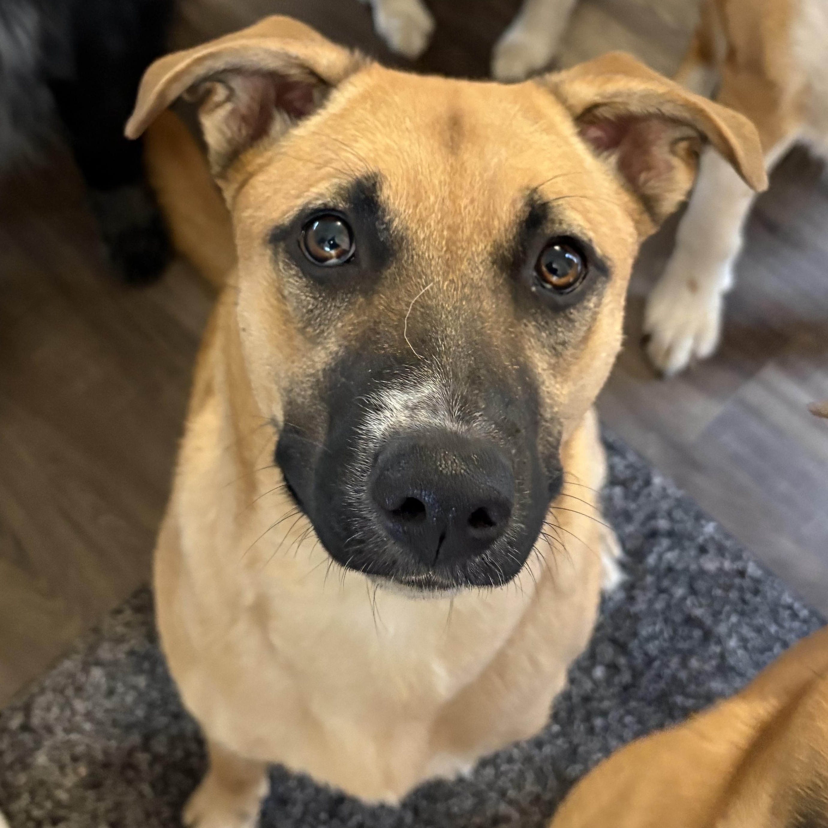 Enlarge Winnie (F), a Adoptable mixed breed in Sun Prairie, WI image 3/6