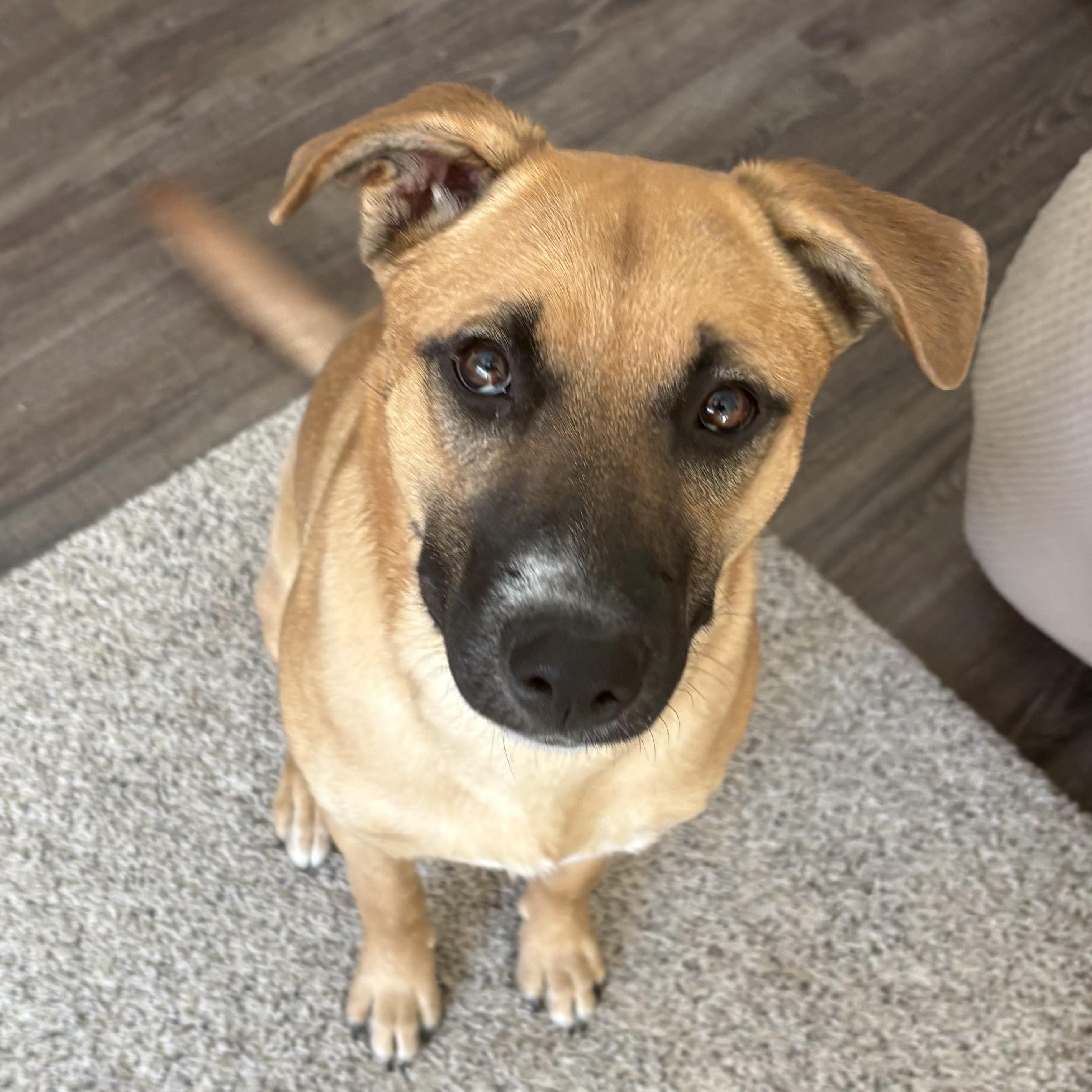 Enlarge Winnie (F), a Adoptable mixed breed in Sun Prairie, WI image 4/6