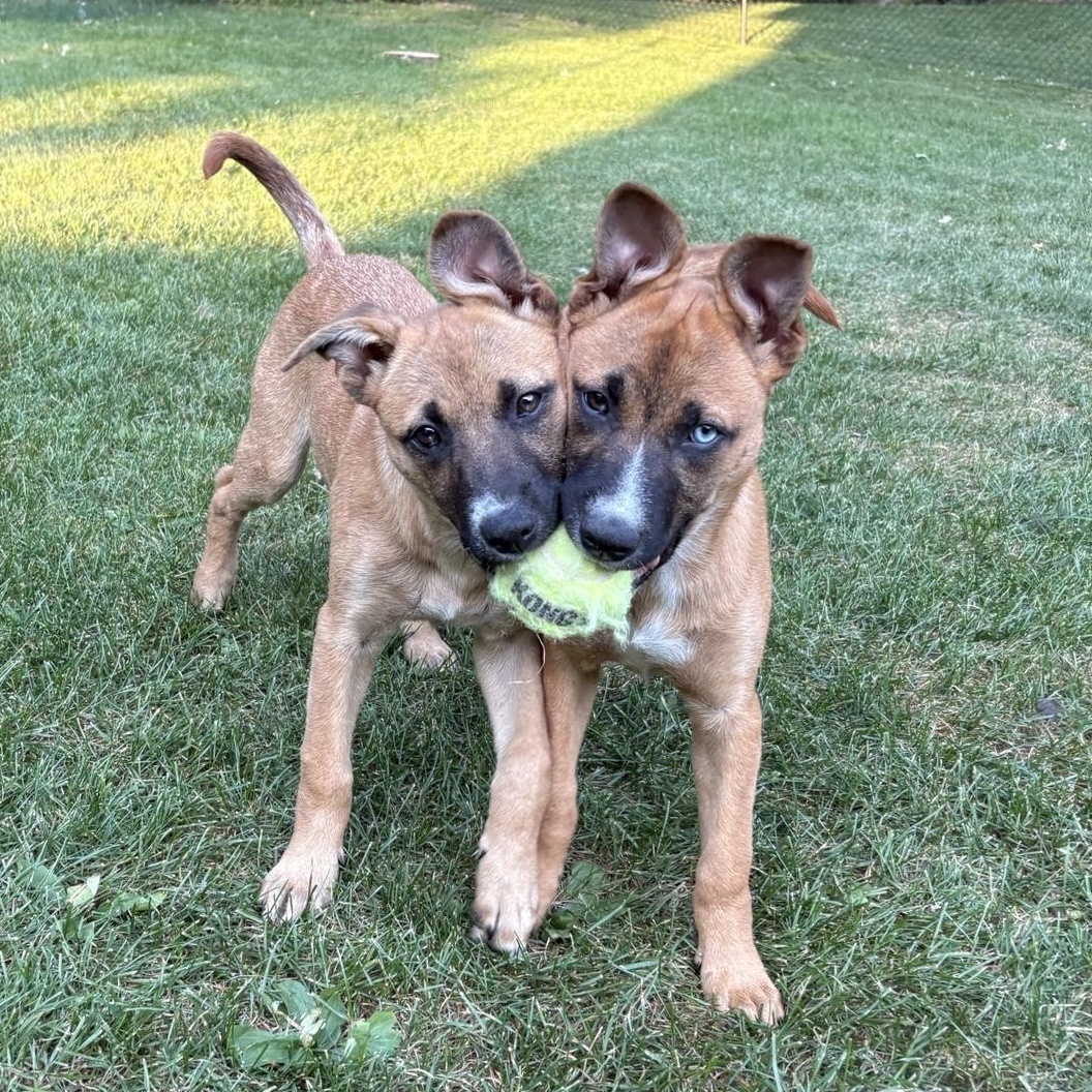 Enlarge Winnie (F), a Adoptable mixed breed in Sun Prairie, WI image 3/3