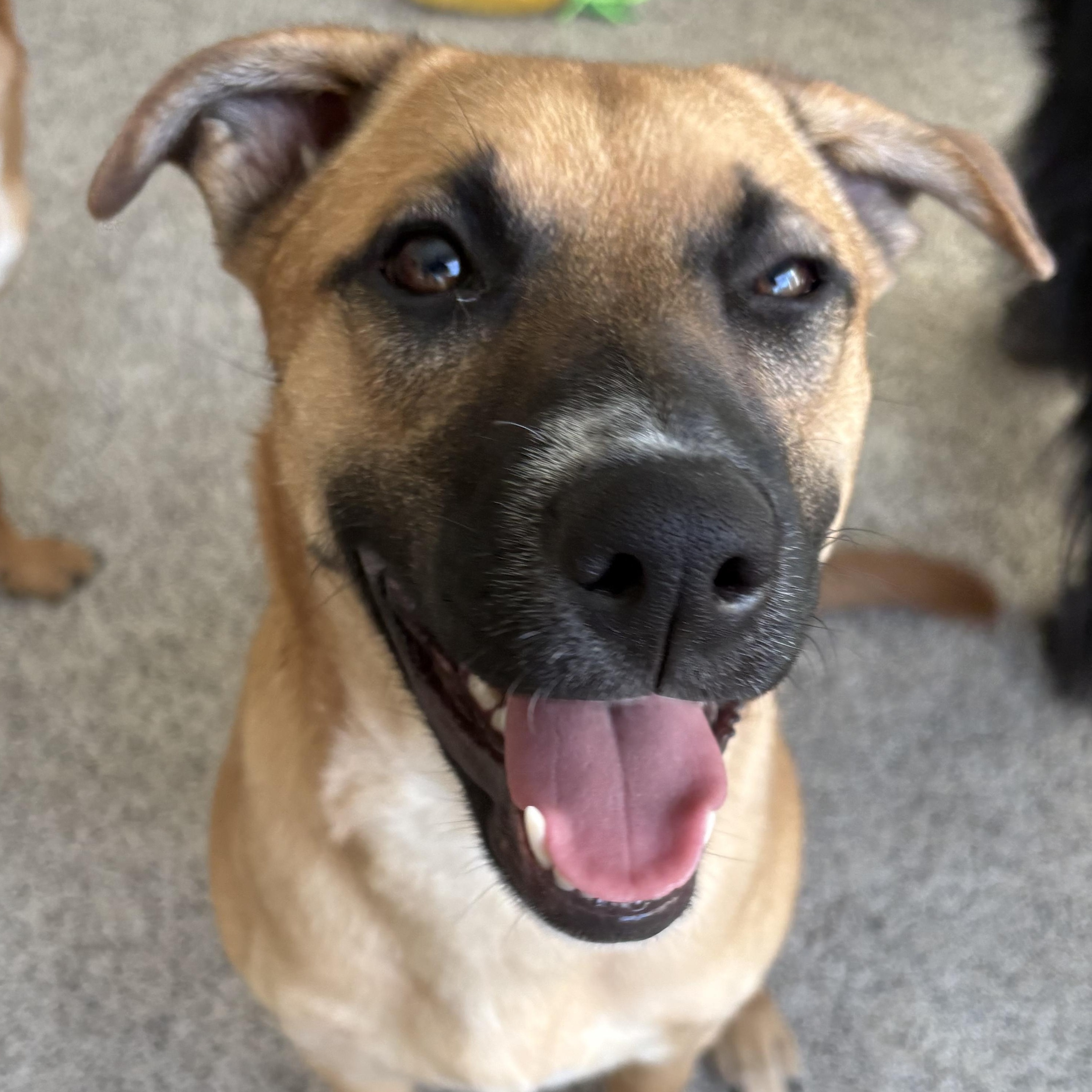 Enlarge Winnie (F), a Adoptable mixed breed in Sun Prairie, WI image 5/6