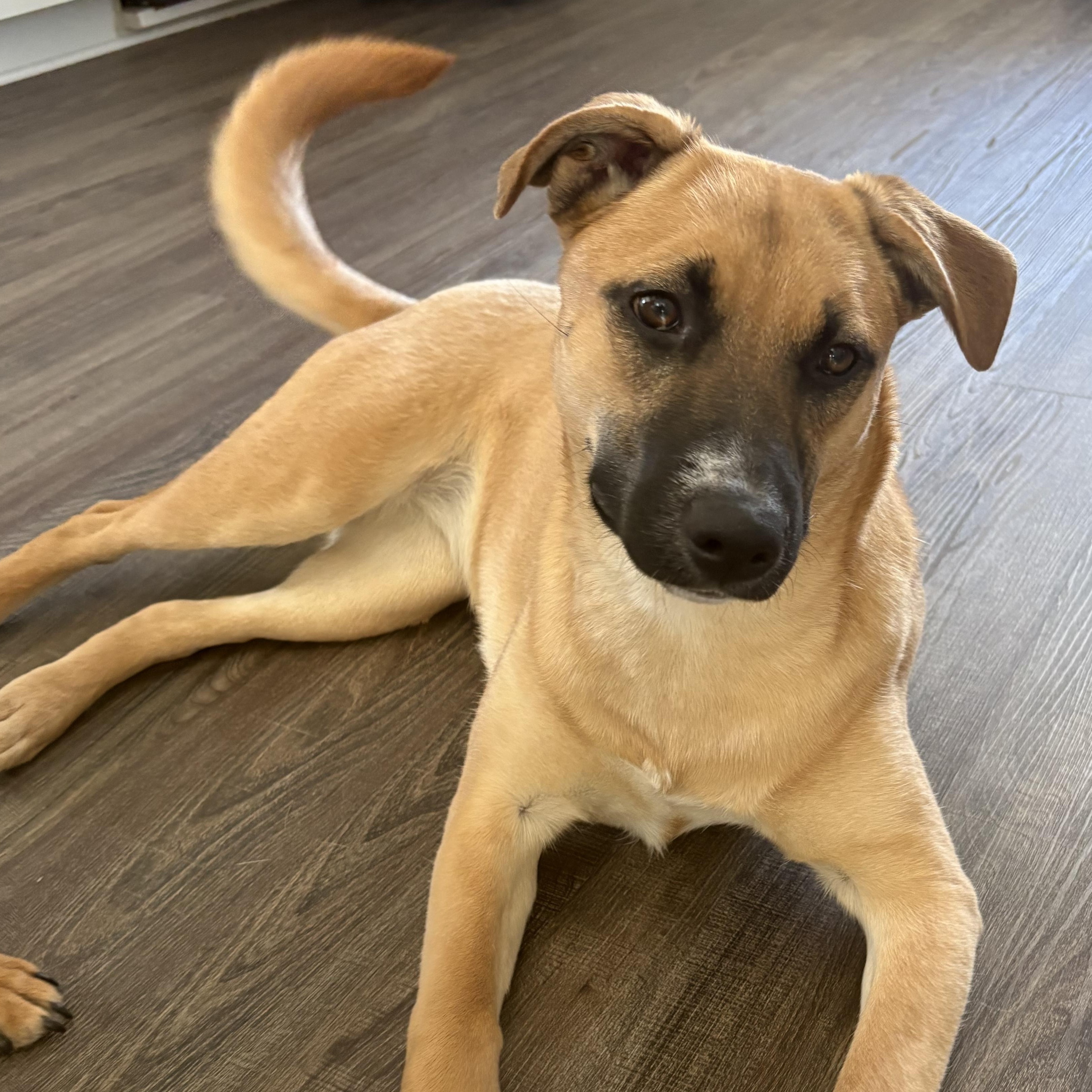 Enlarge Winnie (F), a Adoptable mixed breed in Sun Prairie, WI image 6/6