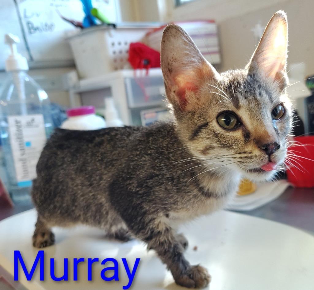 Enlarge Murray, a Adopted mixed breed in Mena, AR image 1/1