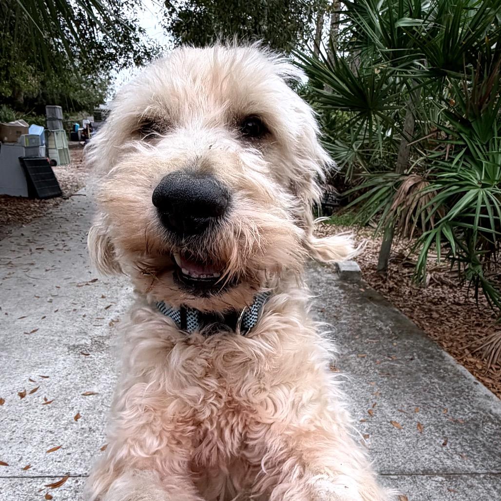 Marshall, Adoptable, Senior Male Golden Retriever & Standard Poodle.