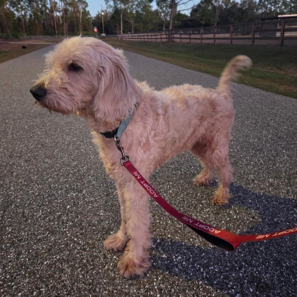 Enlarge Marshall, a Adoptable mixed breed in North Port, FL image 2/2