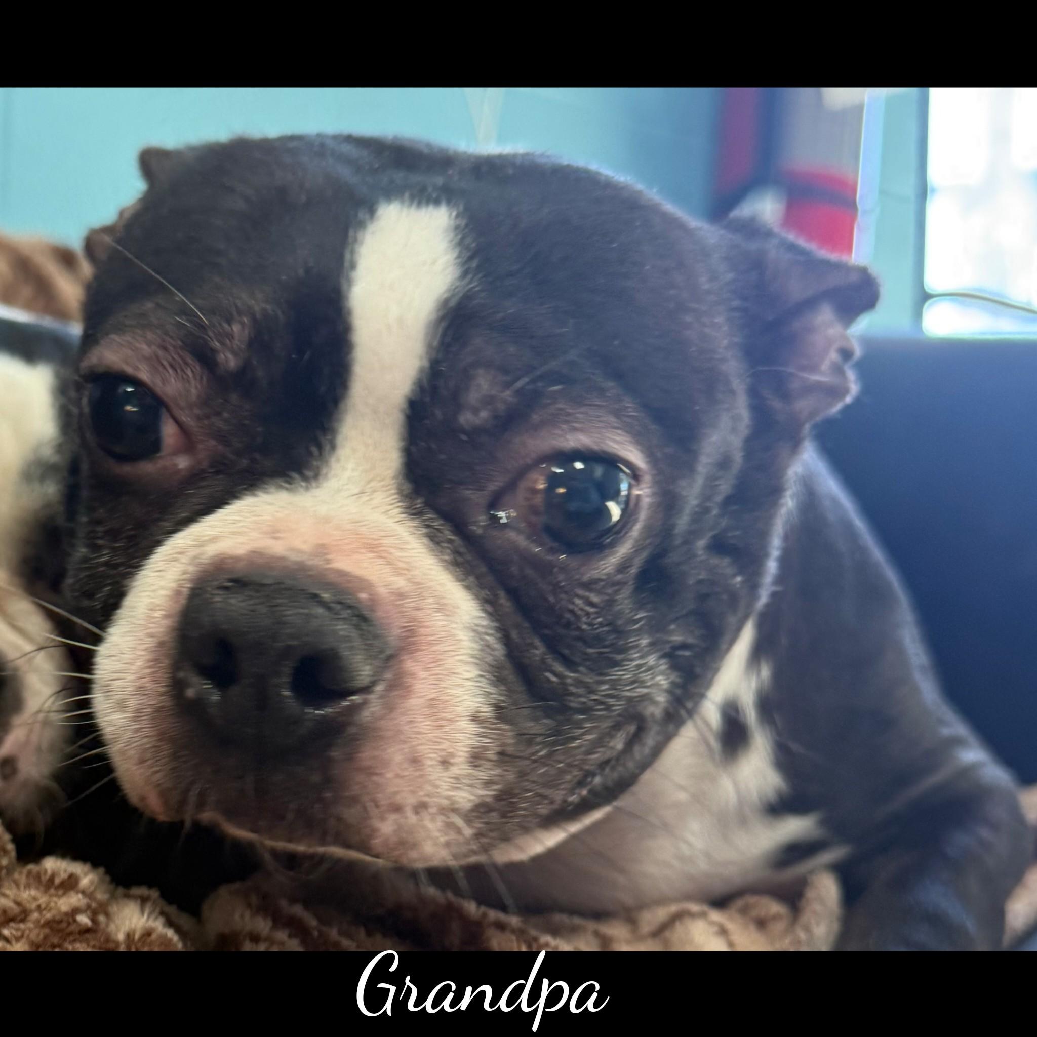 Enlarge Grandpa, a Adoptable Boston Terrier in Fredericksburg, VA image 3/6