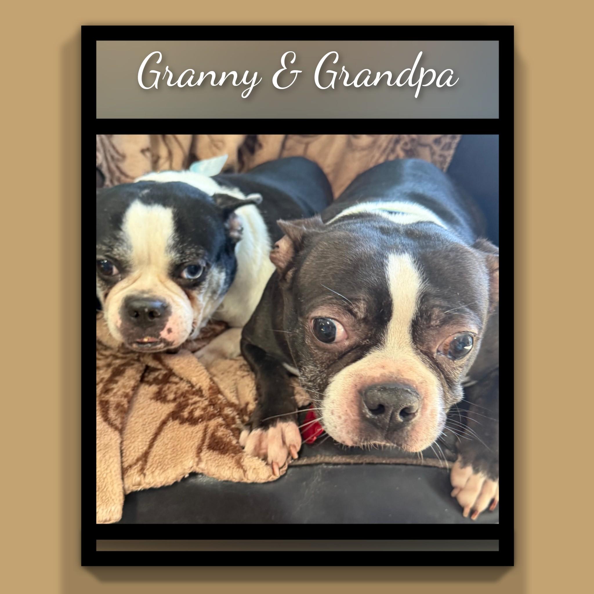 Enlarge Grandpa, a Adoptable Boston Terrier in Fredericksburg, VA image 5/6