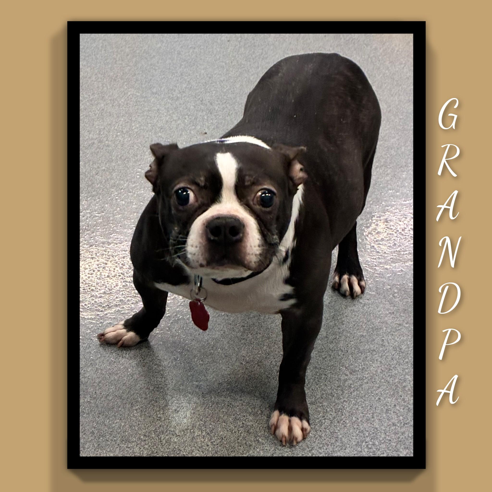 Grandpa, Adoptable, Senior Male Boston Terrier.