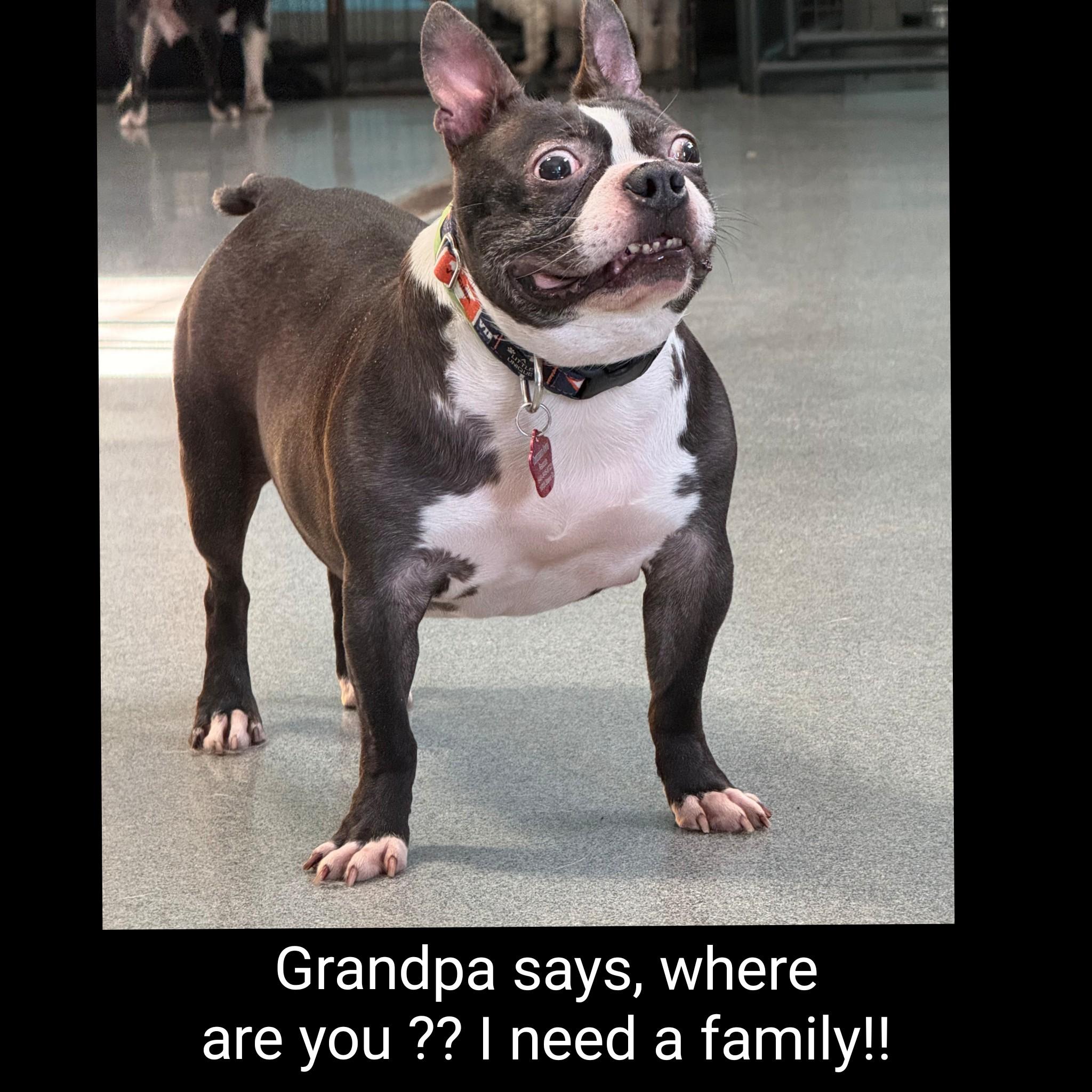 Enlarge Grandpa, a Adoptable Boston Terrier in Fredericksburg, VA image 4/6