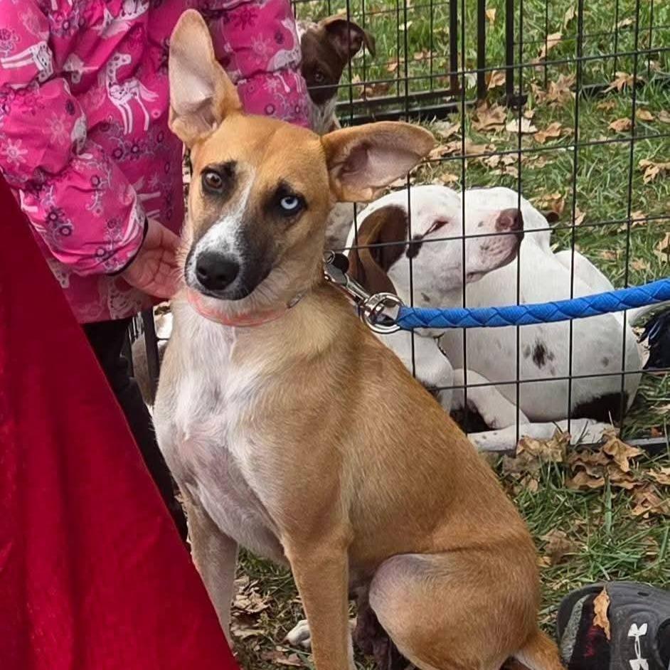 Cricket, a Adoptable Mixed Breed in Lima, OH image 1/6