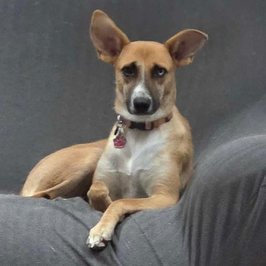 Enlarge Cricket, a Adoptable Mixed Breed in Lima, OH image 2/6