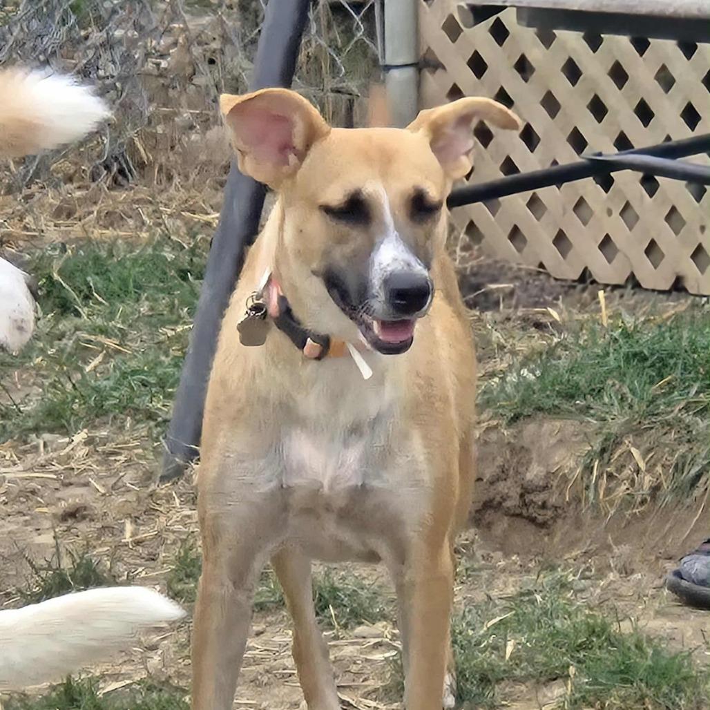 Cricket, a Adoptable Mixed Breed in Lima, OH image 2/6