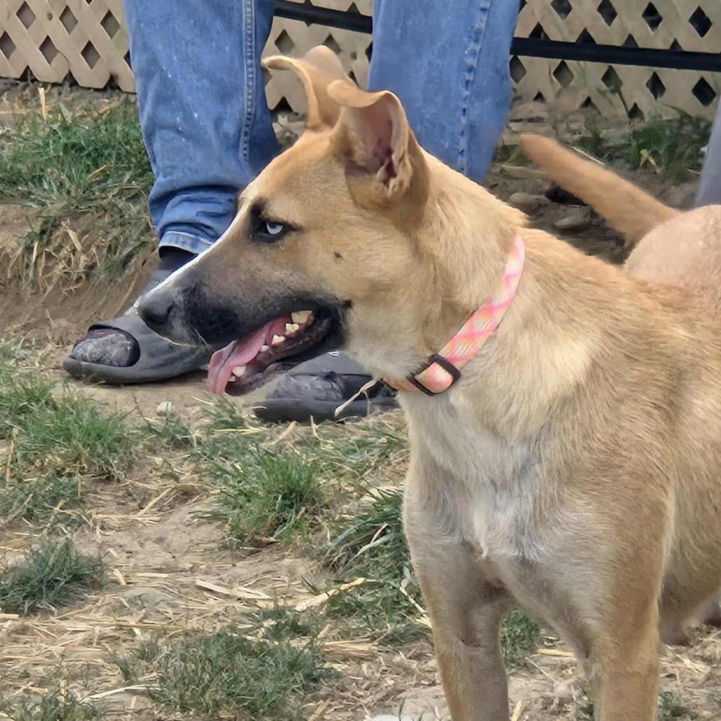 Cricket, a Adoptable Mixed Breed in Lima, OH image 3/6
