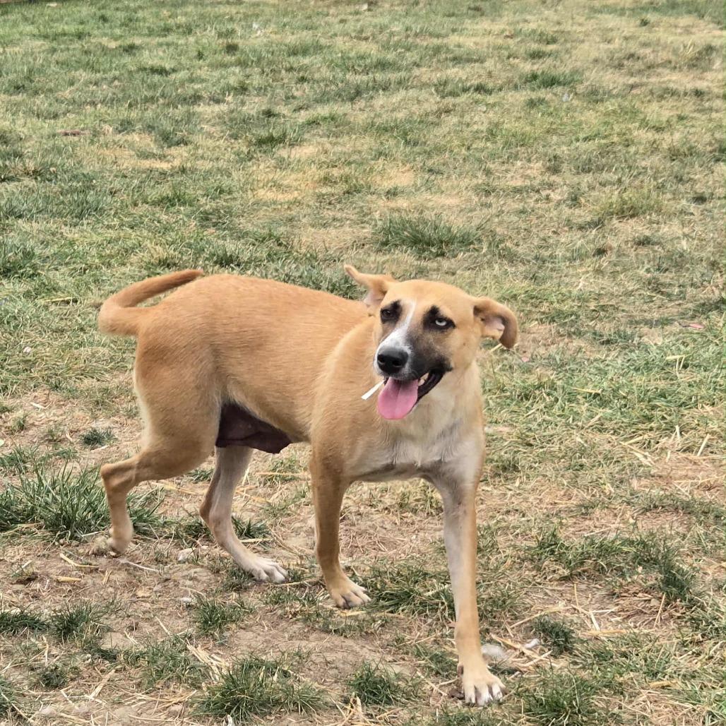 Cricket, a Adoptable Mixed Breed in Lima, OH image 4/6