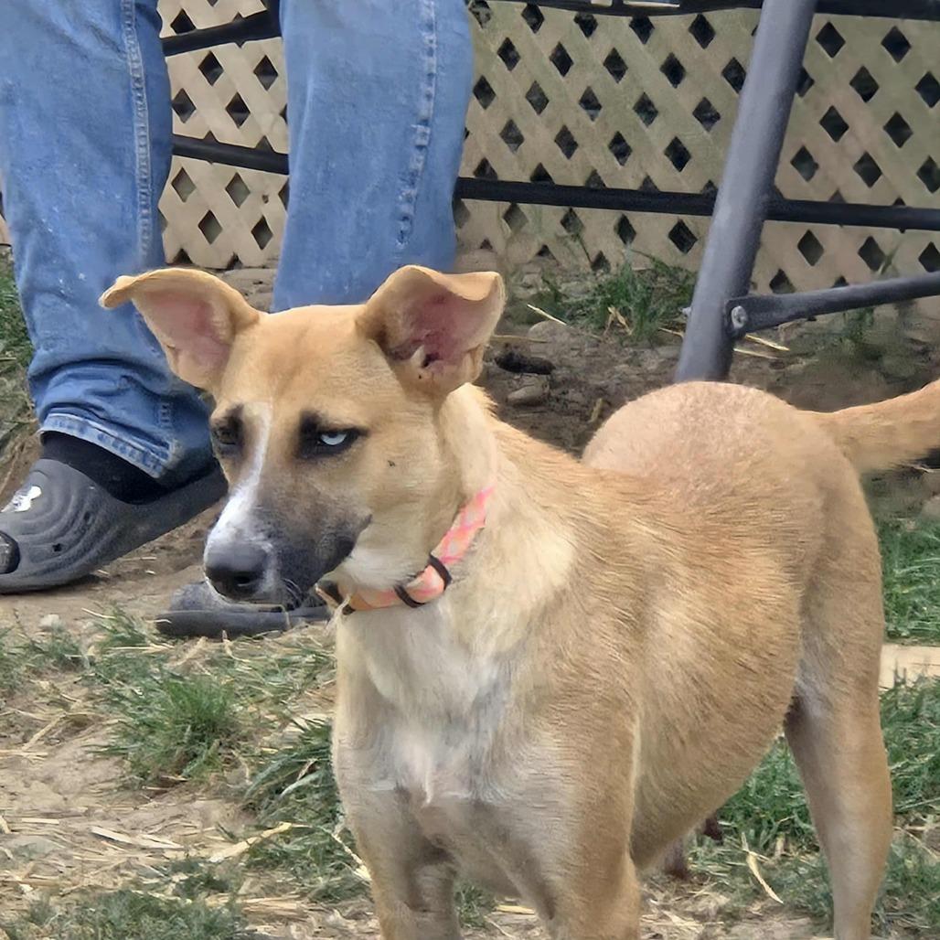 Cricket, a Adoptable Mixed Breed in Lima, OH image 5/6