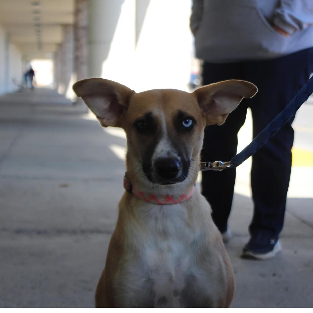 Cricket, a Adoptable Mixed Breed in Lima, OH image 6/6