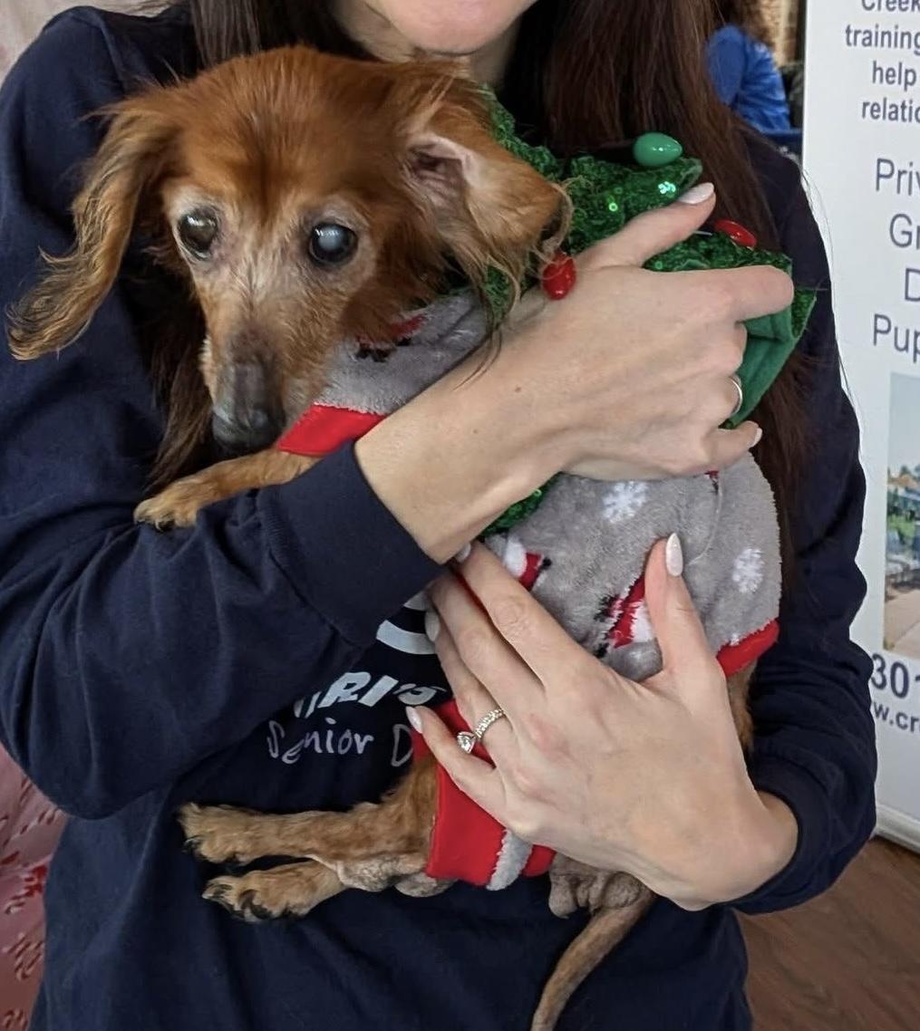 Enlarge Marie, an adoptable Dachshund in Rockville, MD image 4/6