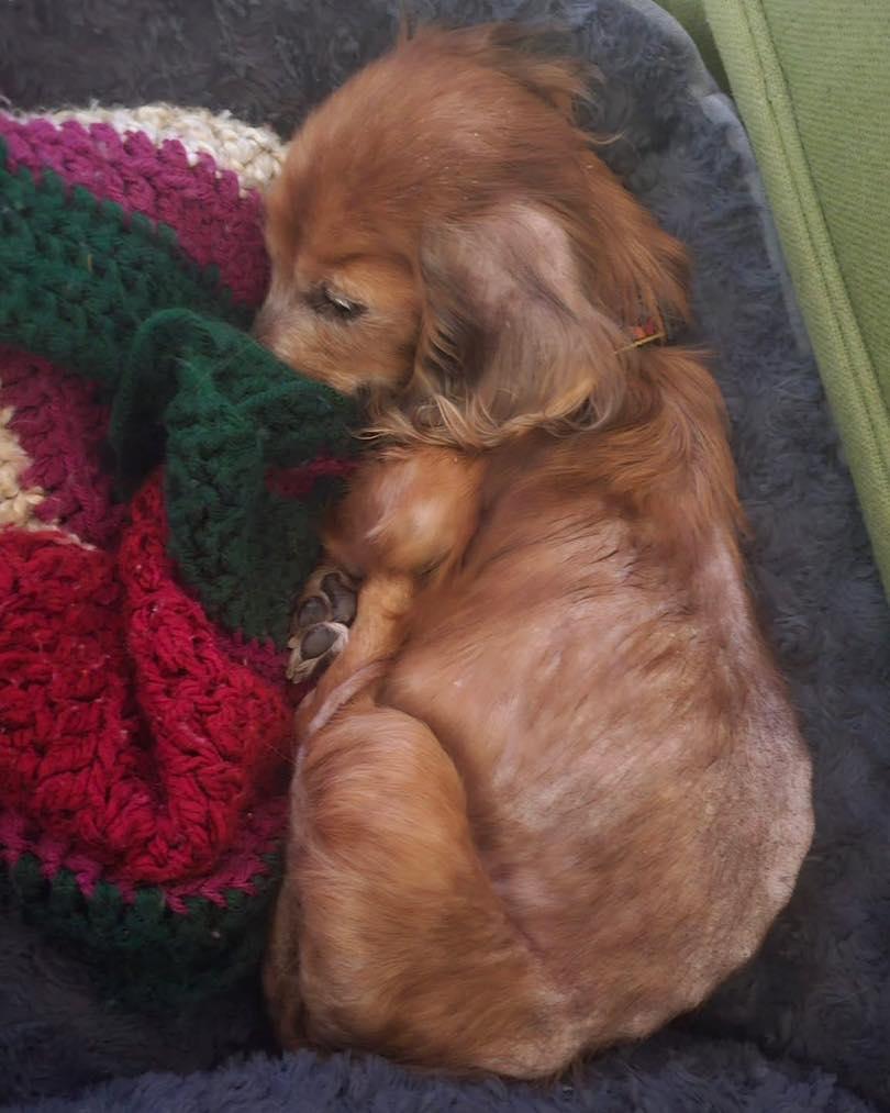 Enlarge Marie, an adoptable Dachshund in Rockville, MD image 6/6