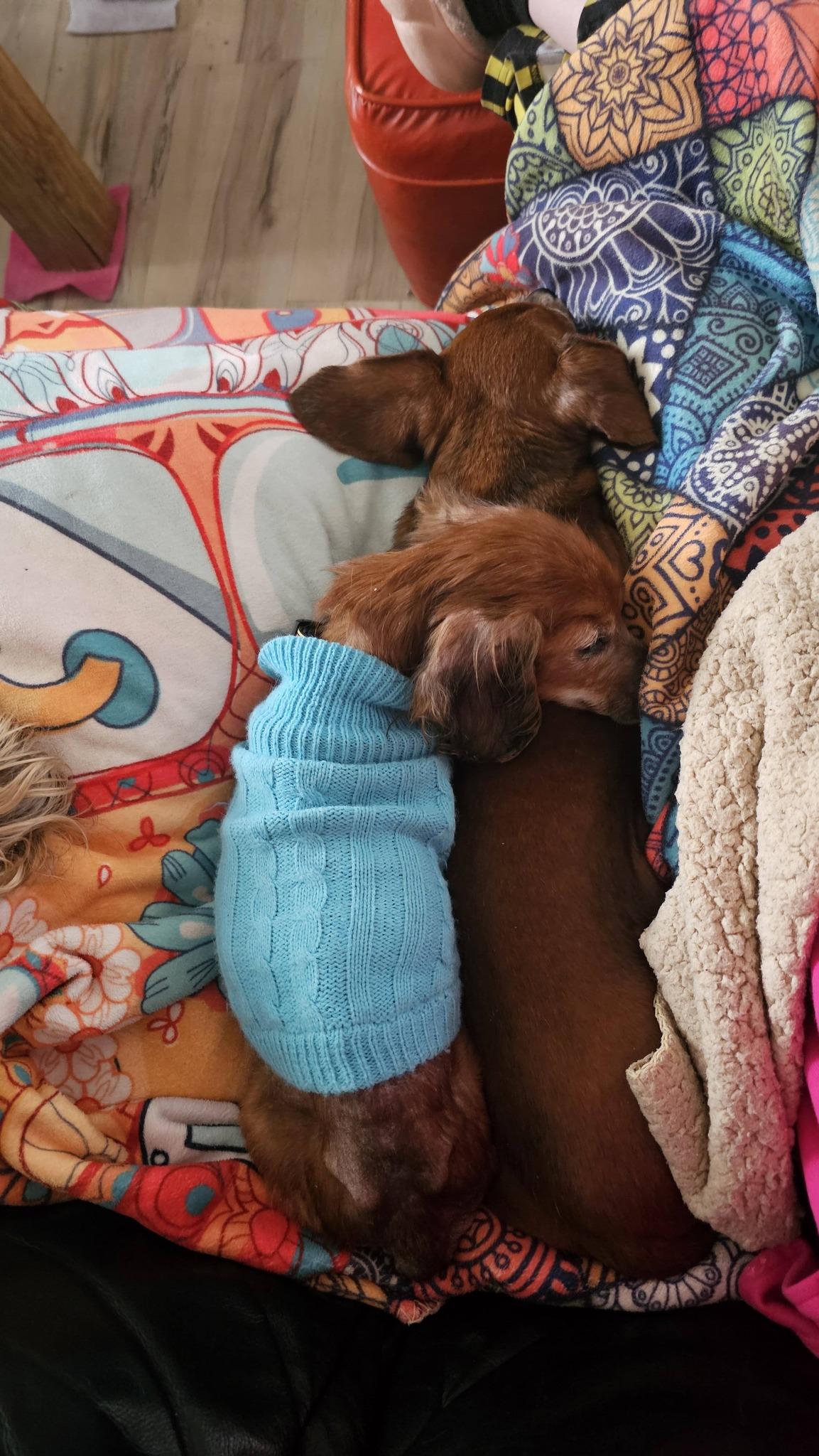 Enlarge Marie, an adoptable Dachshund in Rockville, MD image 5/6