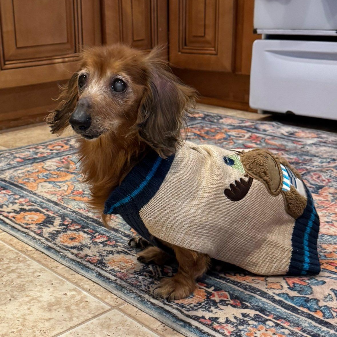Enlarge Marie, an adoptable Dachshund in Rockville, MD image 2/6