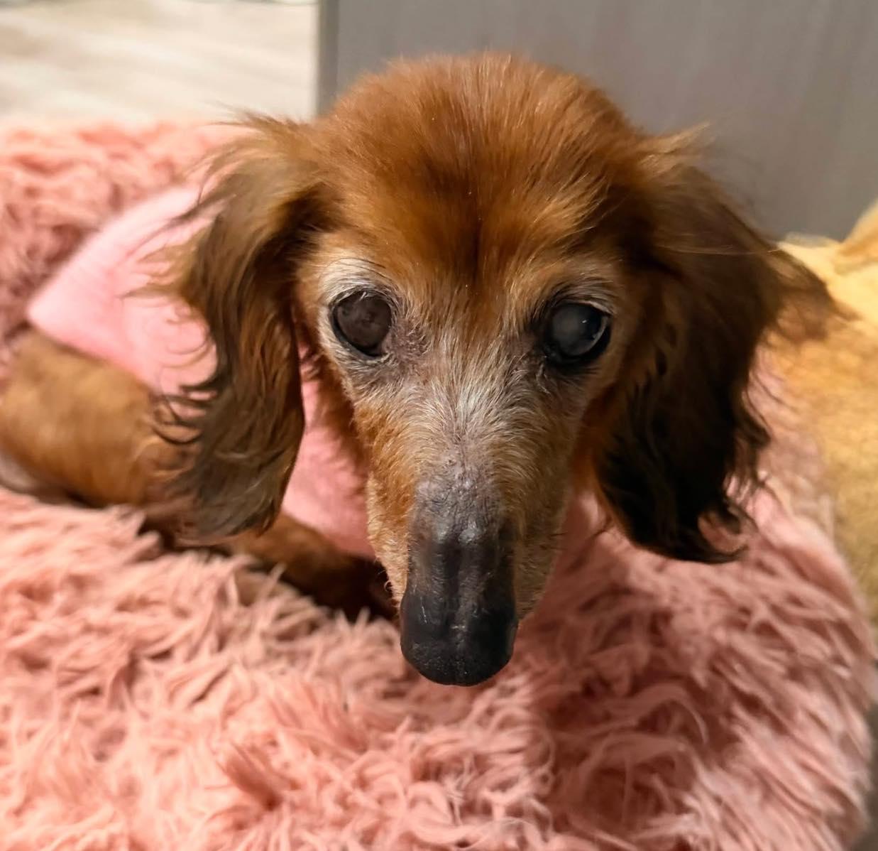 Marie, adoptable, Senior Female Dachshund.