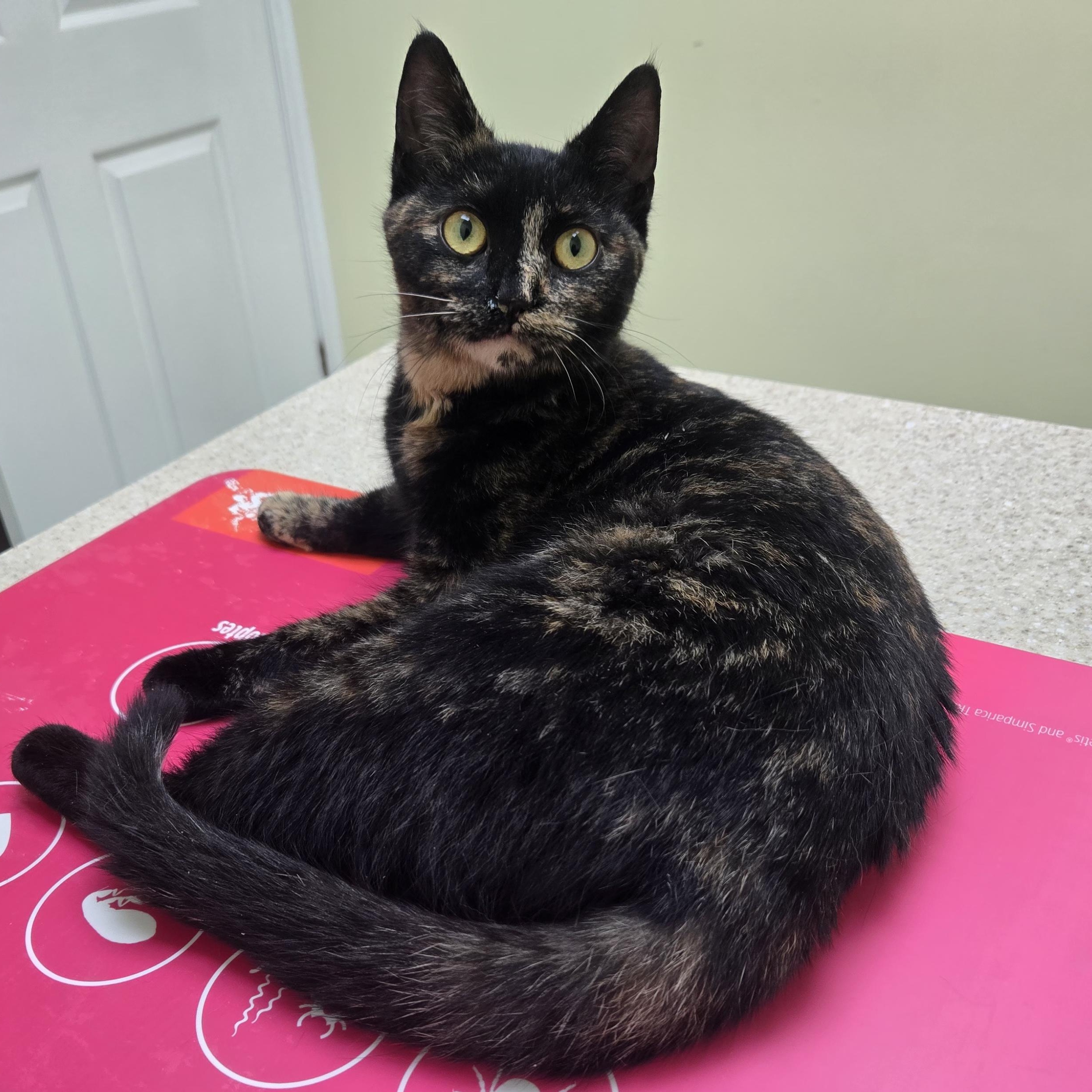 Pixel, a ADOPTABLE Domestic Short Hair in Wakefield, QC image 2/3