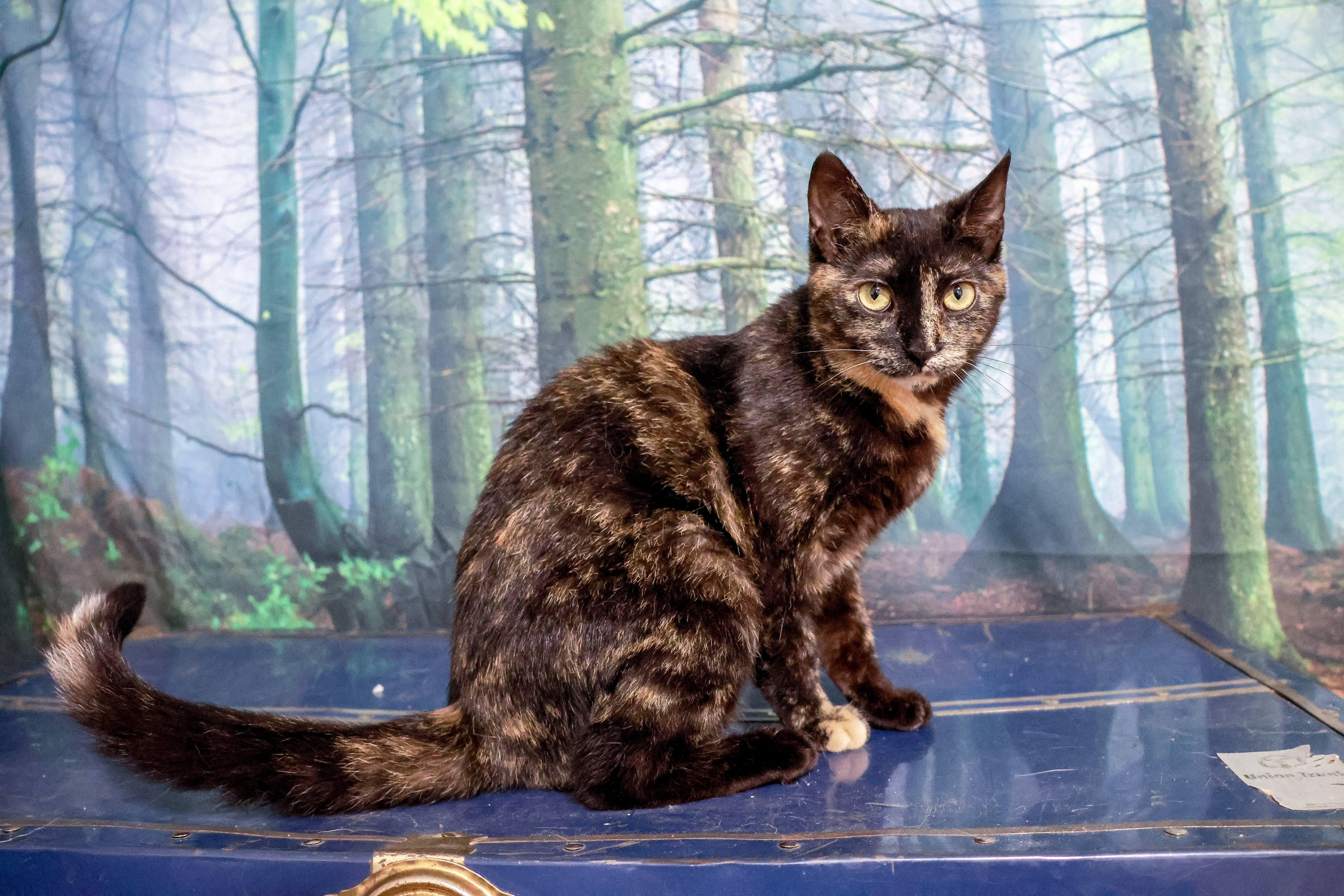 Enlarge Pixel, a ADOPTABLE Domestic Short Hair in Wakefield, QC image 4/6