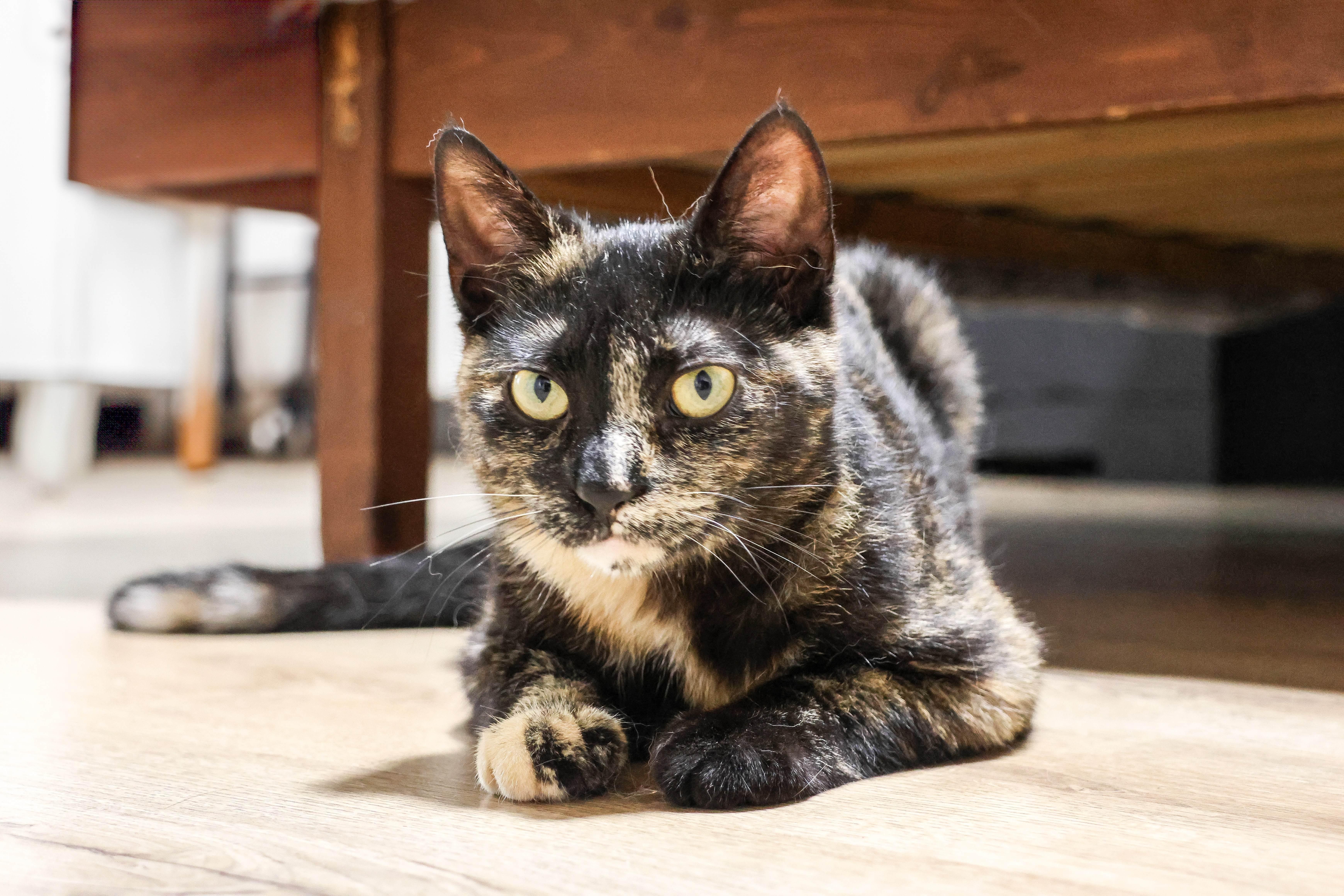 Enlarge Pixel, a ADOPTABLE Domestic Short Hair in Wakefield, QC image 5/6