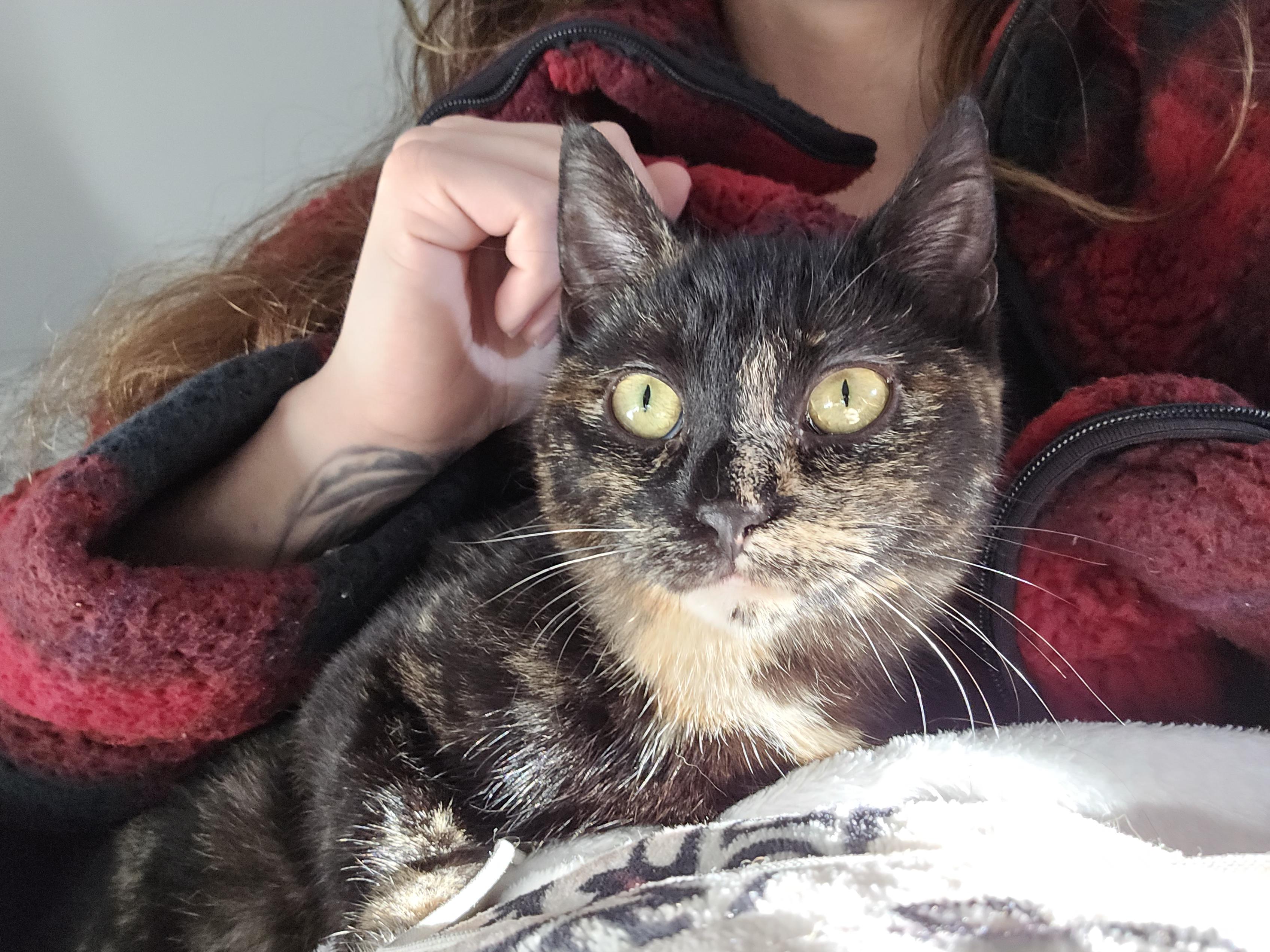Pixel, ADOPTABLE, Young Female Domestic Short Hair.